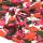 Viscose-twill-Tourmaline (1)
